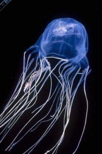 boxjellyfish_Chironex fleckeri